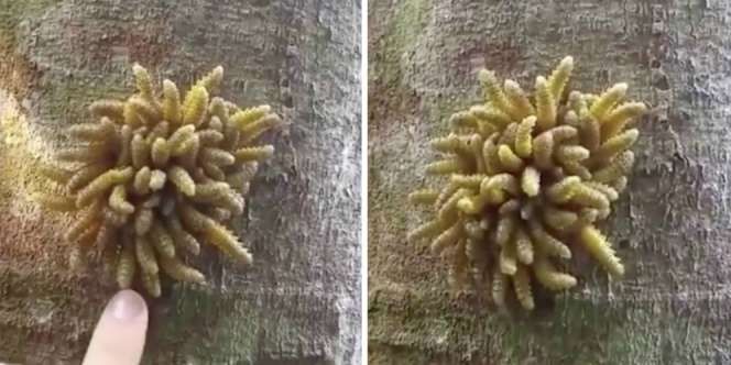 Makhluk Apa Ini? Bergerak-gerak Bikin Geli