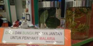 Siswa Madrasah Temukan Jamu `Pepaya Jantan` Atasi Malaria