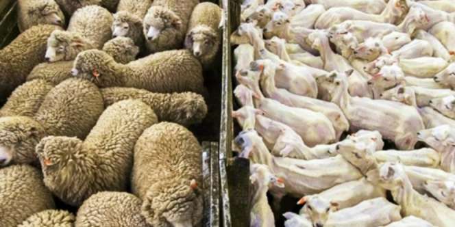 20 Keunikan Dunia yang Jarang Diketahui