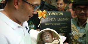 Gemas! Bayi Orang Utan Ini Dapat Nama Spesial dari Kang Emil
