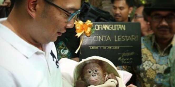 Gemas! Bayi Orang Utan Ini Dapat Nama Spesial dari Kang Emil