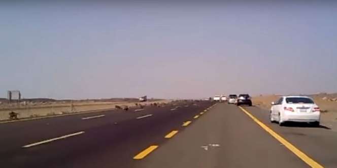Heboh Monyet Masuk Madinah Sebagai Tanda Bencana, Ternyata...