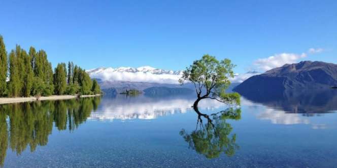 Cerita di Balik Pohon Wanaka yang Hebohkan Netizen Dunia