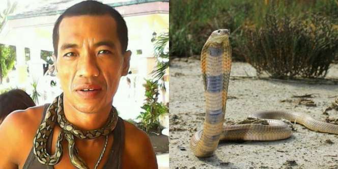 Kematian Tragis Pawang Ular Berjuluk 'Raja Kobra'