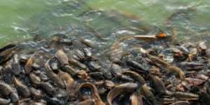 `Lele Keramat` Wonogiri, Jangan Coba-coba Dimakan!