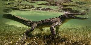 Buaya Disebut Halal karena Hidup di Air? Ini Kata Ulama