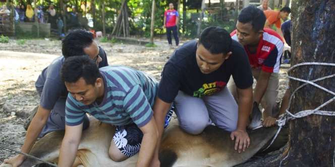 Tidak Sah Qurban Karena Belum Aqiqah?