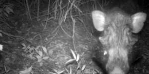 Spesies 'Buruk Rupa' dari Pulau Jawa Gegerkan Dunia