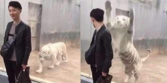 Detik-detik Turis `Diterkam` Harimau Putih