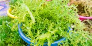Ragam Manfaat Rumput Laut yang Kaya Serat