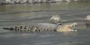 Buaya 'Berkalung' Ban Bekas di Palu Jadi Sorotan Dunia