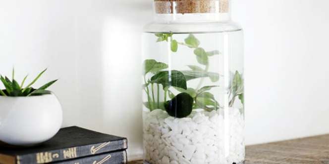 Aquatic Plant, Ide Seru untuk Bikin Ruangan Jadi Lebih Asri