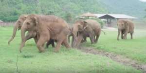 Aksi Mengharukan Sekelompok Gajah Hibur 'Bayi' Yatim Piatu