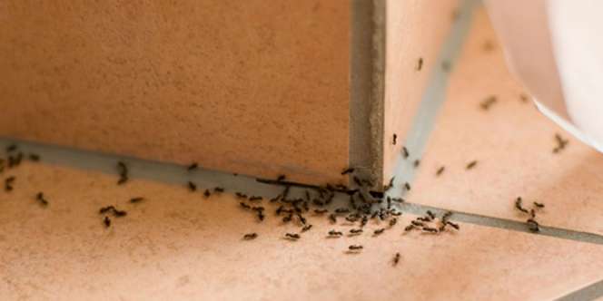 Ada Doa Menghalau Semut 'Penjajah' Rumah, Sudah Tahu?