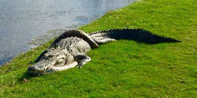 Duel Maut Buaya Vs Piton Tertangkap Kamera di Lapangan Golf