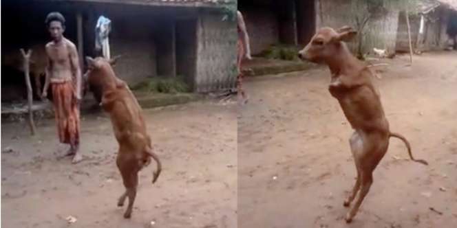 Geger Anak Sapi Berjalan dengan 2 Kaki