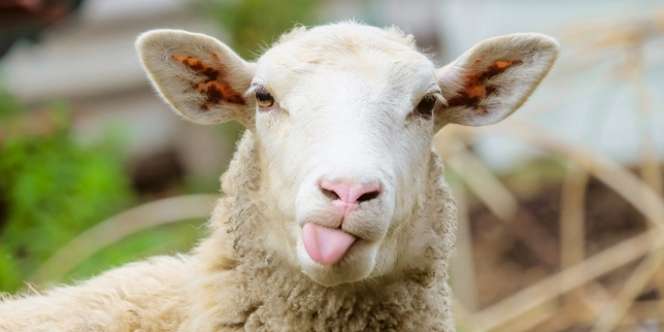Bantu Kami Selesaikan Soal Matematika Kambing dan Domba Ini