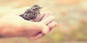 Bolehkah Mengonsumsi Daging Burung Pipit?