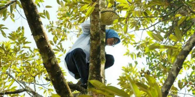 Perkasa! Bupati Lebak Panen Durian Pakai Flat Shoes