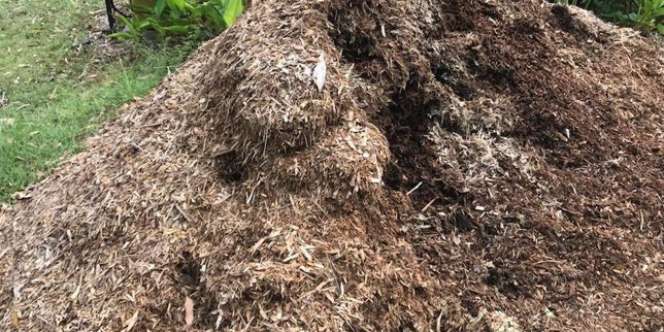 Gundukan Daun Kering Ini Ternyata Berbahaya
