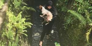 Viral, Perempuan Berhijab Selamatkan Anjing dalam Selokan