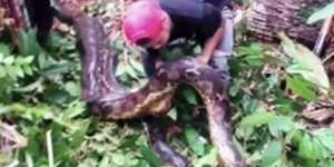 Ngeri! Dengar Suara Aneh, Ternyata Anaconda Raksasa Kawin