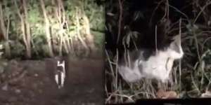 Viral! Dua Pria Tersesat di Hutan, Kucing Tuntun Arah Pulang