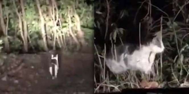 Viral! Dua Pria Tersesat di Hutan, Kucing Tuntun Arah Pulang