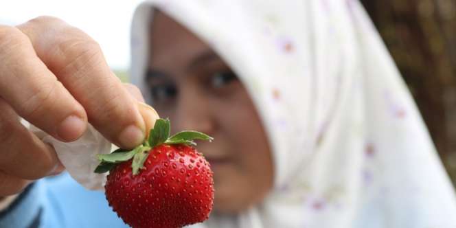 6 Manfaat Ajaib Strawberry untuk Kecantikan Rambut dan Wajah