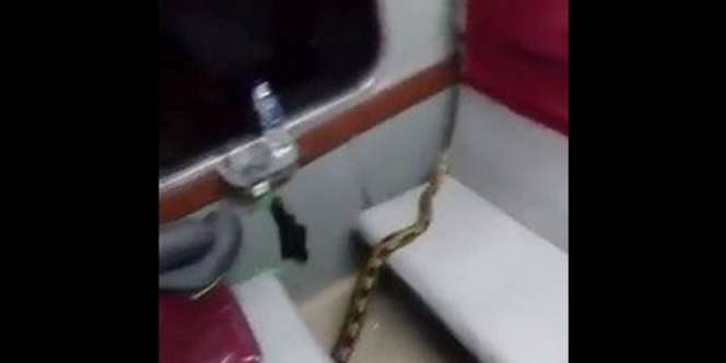 Terulang Lagi! Geger Ular Sanca Berkeliaran di Gerbong Kereta
