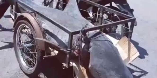 Heboh Video Hiu Sekarat Diangkut Gerobak Motor, Duh Kasihan!
