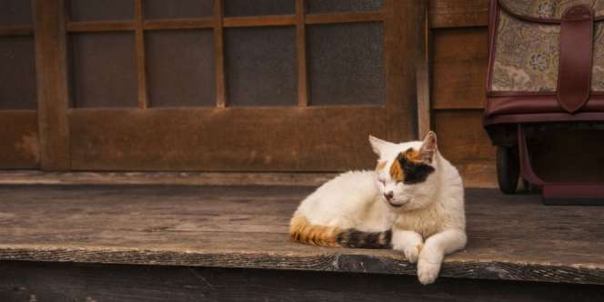 Bukan Kucing, Hewan Ini Jadi Favorit Peliharaan Miliarder