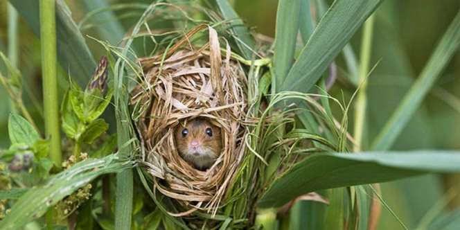 Ribuan Bola Tenis Disulap Jadi Rumah Tikus Menggemaskan