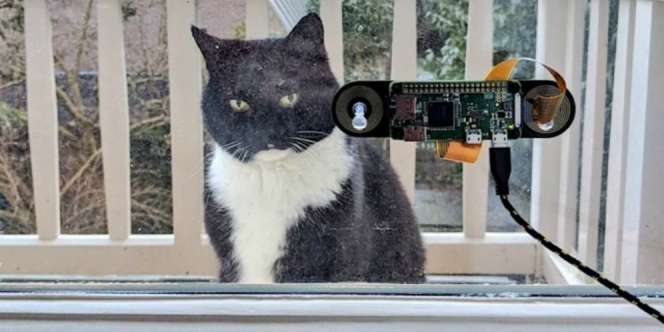 Alat Ajaib untuk Pecinta Kucing