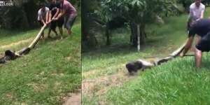 Menegangkan! Dibelit Anaconda, Anjing itu Selamat