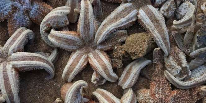 Pemandangan Mengerikan, Jutaan Hewan Laut Tewas di Pantai
