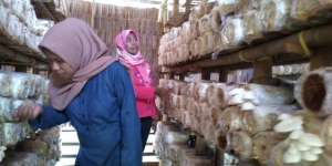 Wanita Ini Raup Omzet Rp60 Juta per Bulan dari Jamur