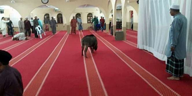 Geger Babi Hutan Ngamuk, Hampir Seluruh Masjid Disucikan