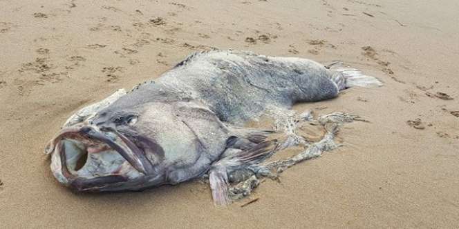 Ikan Raksasa Misterius Terdampar, Sirip Dadanya Terlihat Aneh