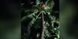 Lihai Saat Naik Pohon Kelapa Tapi Tak Berani Turun, Akhirnya..