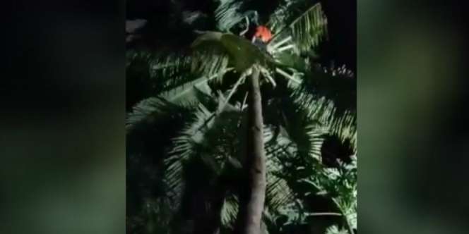Lihai Saat Naik Pohon Kelapa Tapi Tak Berani Turun, Akhirnya..