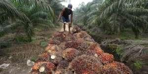 Gaji Buruh Kelapa Sawit Lampaui Gaji PNS Golongan IV