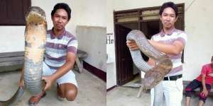 Begini Penampakan King Cobra Raksasa dari Kalimantan