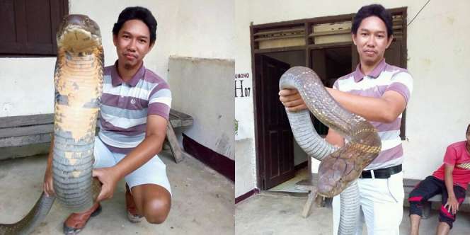 Begini Penampakan King Cobra Raksasa dari Kalimantan