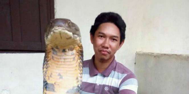Geger King Kobra Raksasa dari Kalimantan, Ini Kata Ahli Ular
