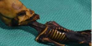 5 Tahun Jadi Misteri, Kerangka Bayi Alien 15 Cm Ternyata...