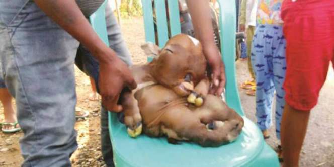 Heboh Sapi Mirip Manusia di Gorontalo