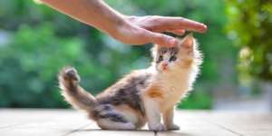Abu Hurairah, Sahabat Rasulullah Berjuluk 'Bapak Kucing Kecil'