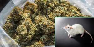 Barang Bukti Ganja 1/2 Ton Raib, Tikus Kecanduan Disalahkan