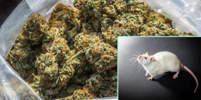 Barang Bukti Ganja 1/2 Ton Raib, Tikus Kecanduan Disalahkan